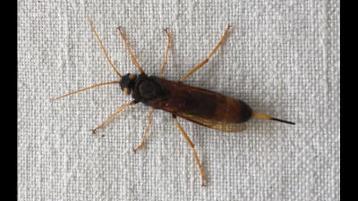 En brunfärgad insekt med gula ben, långa spröten och äggläggningsrör som sticker ut från bakkroppen.