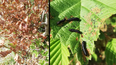 Två bilder på växt med svarta larver.