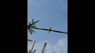 Liten fågel som sitter på elledning.