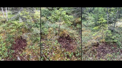 Tre bilder på liten granplanta med uppriven mark runt stammen.
