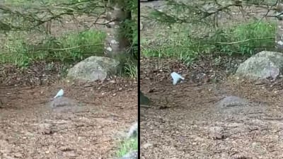 Två otydliga bilder på ljusfärgad fågel.