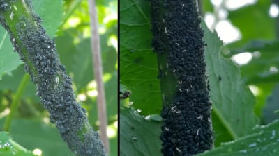 Två bilder på fläderbuske med mängder av mörkfärgade larver.
