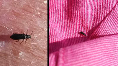 Två bilder på liten svart insekt.