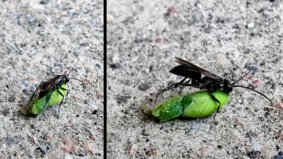 Två bilder på svart insekt.