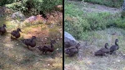 Gräsandshonor som går på ett led genom skogen.
