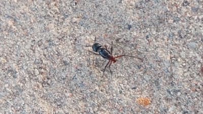En myra som verkar sakna bakkropp.