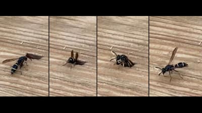 Fyra bilder på en bevingad insekt som samlar träflis ur en planka.
