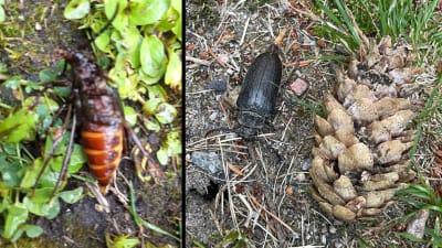 Två bilder på skalbagge.