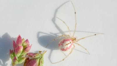 Ljusröd-vit spindel