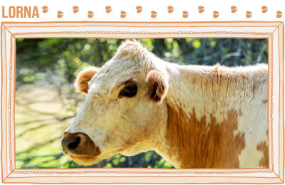 Muotokuvakehyksen keskellä on lehmän pää. 