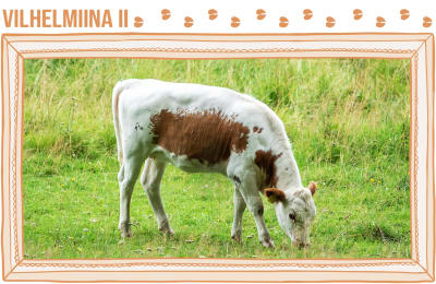 Muotokuvakehyksen keskellä on laitumella oleva lehmä joka syö ruohoa. 