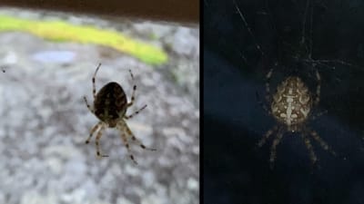Två bilder på spindel.