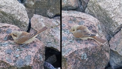 Två bilder på brunspräcklig fågel.