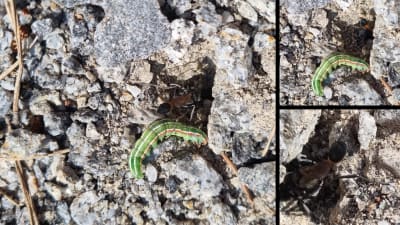 Tre bilder på insekt som fångat en larv.