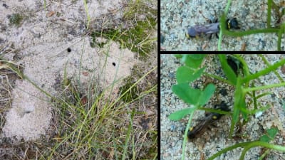 Två bilder på insekt och en bild på hål i sandmark.
