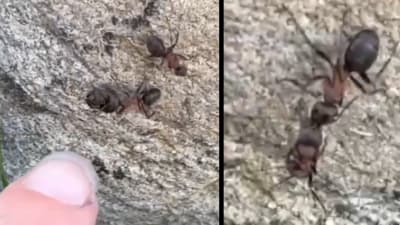 Två bilder med myror där en individ bär på en annan.