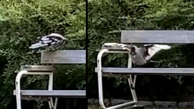 Två bilder på en kråkliknande fågel på bänk.