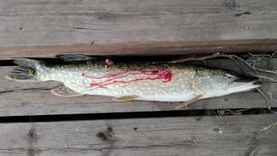 Gädda med blodig svulst på sidan.