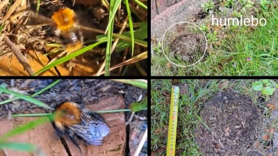 Två bilder på humla och två bilder på humlebo på marken.