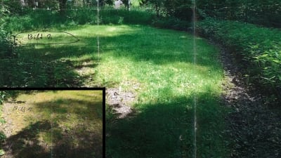 Två bilder på kortvuxet gräs bland höga växter.