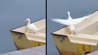Två bilder på vit andfågel