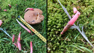 Två bilder på avlång rödaktig svamp