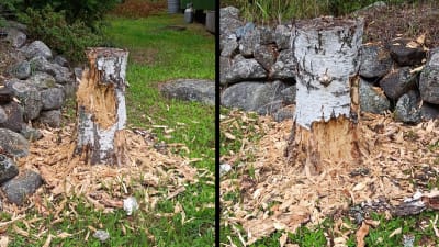 Två bilder på sönderhackad björkstubbe och flisor på marken.