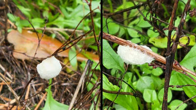 Två bilder på vit skumboll fast på växtdel.