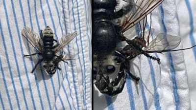 Bild och bildförstoring av en stor fluga som håller i en liten insekt.