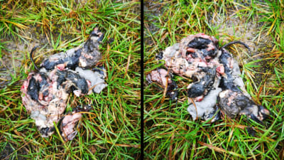 Två bilder på resterna av en sork.