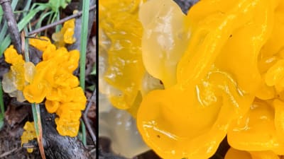 Bild och bildförstoring av gul svamp.