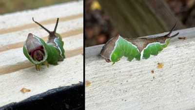 Två bilder på grön-brun larv.