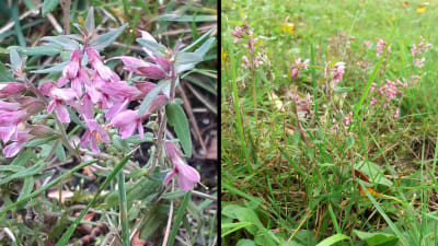 Två bilder på liten växt med violetta blommor.