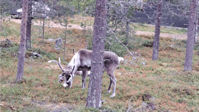 En ren som betar i skogen.