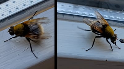 Två bilder på insekt, troligen en fluga av något slag, som sitter på ett fönsterbräde.