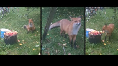 Tre bilder på räv i trädgård.