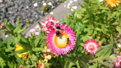 Två insekter på röd och gul blomma.
