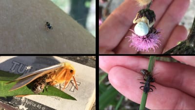 Ett kollage med fyra bilder på insekter och en spindel.