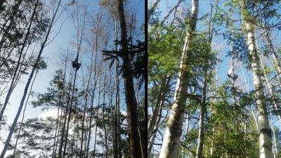Två bilder på trana som fastnat i ett träd.
