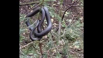 En svart orm som klättrat upp i en liten gran.