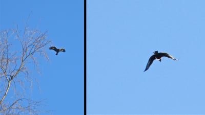 Två bilder på rovfågel som flyger.