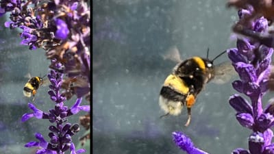 Två bilder på humla som flyger bredvid violett blomma.