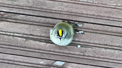 En kungsfågel på en terrass.