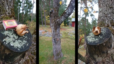 Tre bilder på någon form av svamp som växer på ett träd.