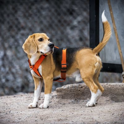 En glad hund i orange sele i en hundpark