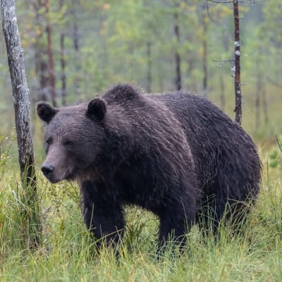 Karhu tarkkailee ympäristöään maastossa.