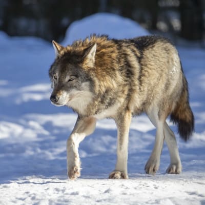 Susi Ähtärin eläinpuistossa