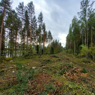 Puiden keskeltä kaadettua metsää. Puiden takaa pilkottaa järvi.