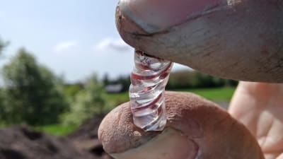 En bit venetianskt glas från 1600-talet som hittades vid en utgrävning visas mellan tumme och pekfinger