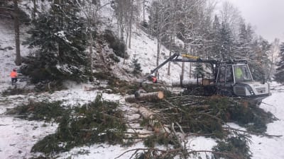 Skogsavverkning i Otepää i södra Estland i ett snöigt november 2016
